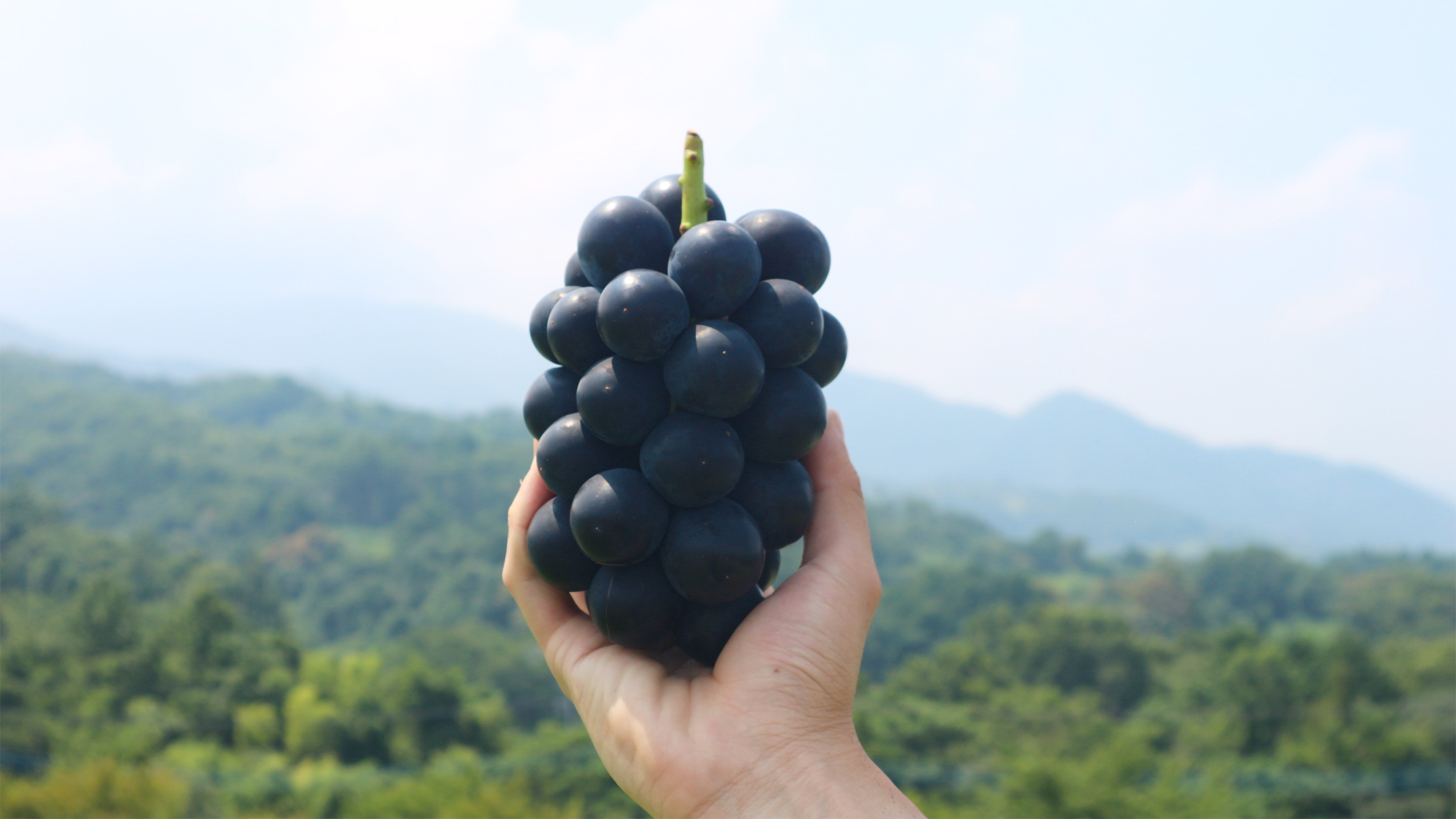 トップメイン巨峰イメージ